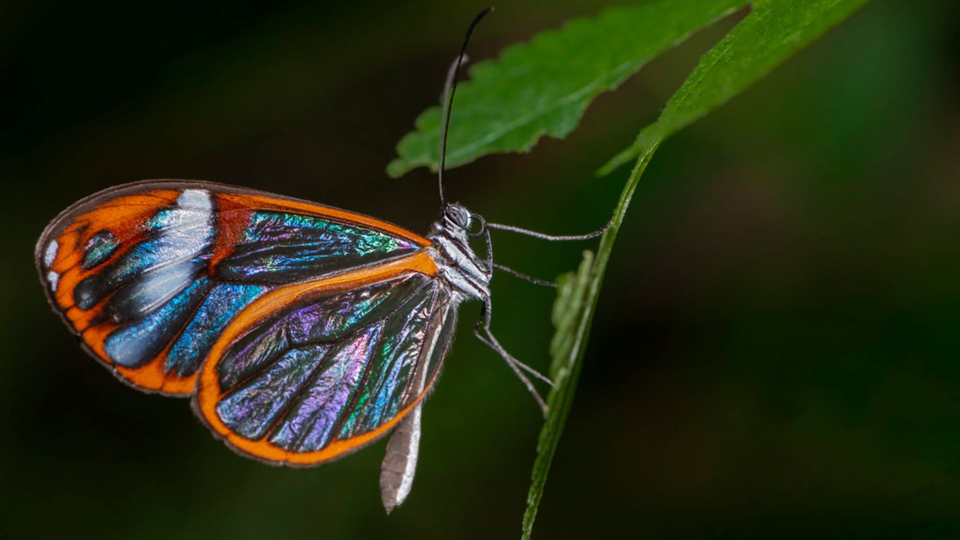 Butterfly Watching in San Carlos: Species Guide